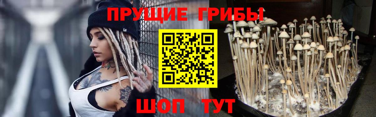 Псилоцибиновые грибы GOLDEN TEACHER  Вход с VPN  Светлоград 